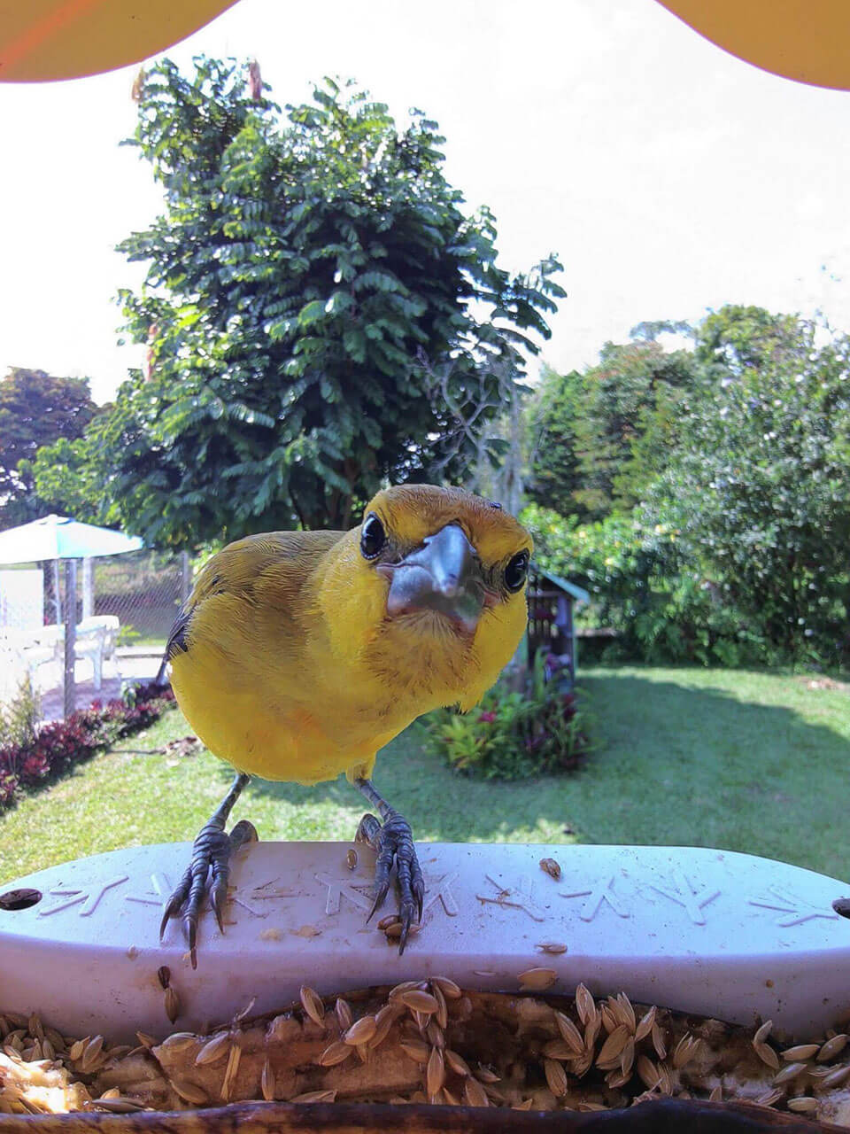 Bird Buddy postcard