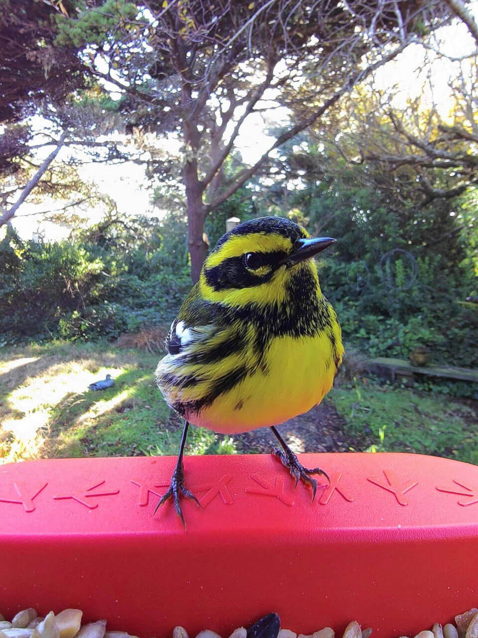 Bird Buddy postcard
