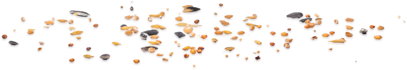 seeds