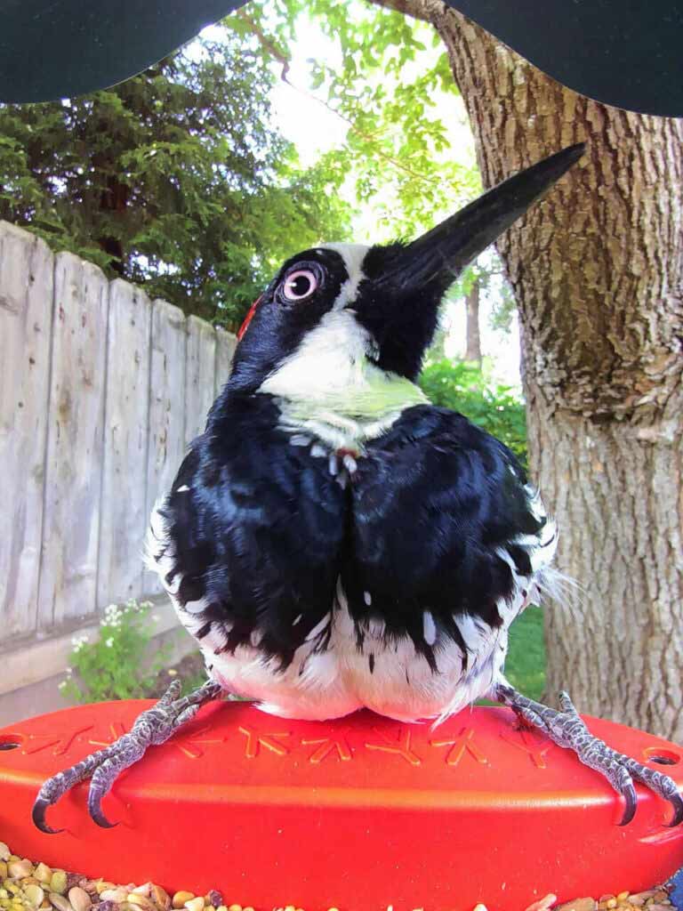 Bird Buddy postcard