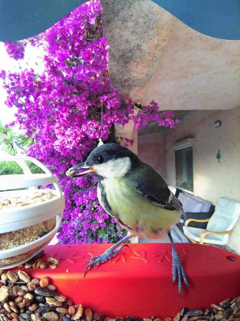 Bird Buddy postcard
