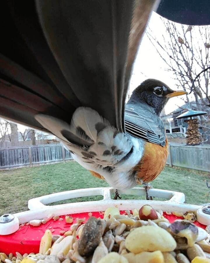 Bird Buddy postcard
