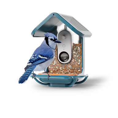 Solar Bird Feeder with blue jay
