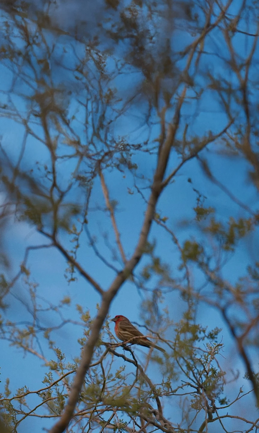 Bird Buddy mission background