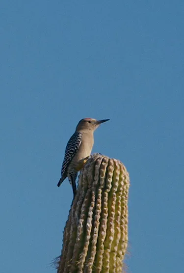 Gila woodpecker perched on a saguaro cactus against a blue sky